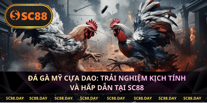 Trận gà Mỹ cựa dao – Thử thách gay cấn tại SC88